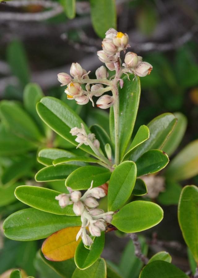 Hibbertia vieillardii — houseplant care guide