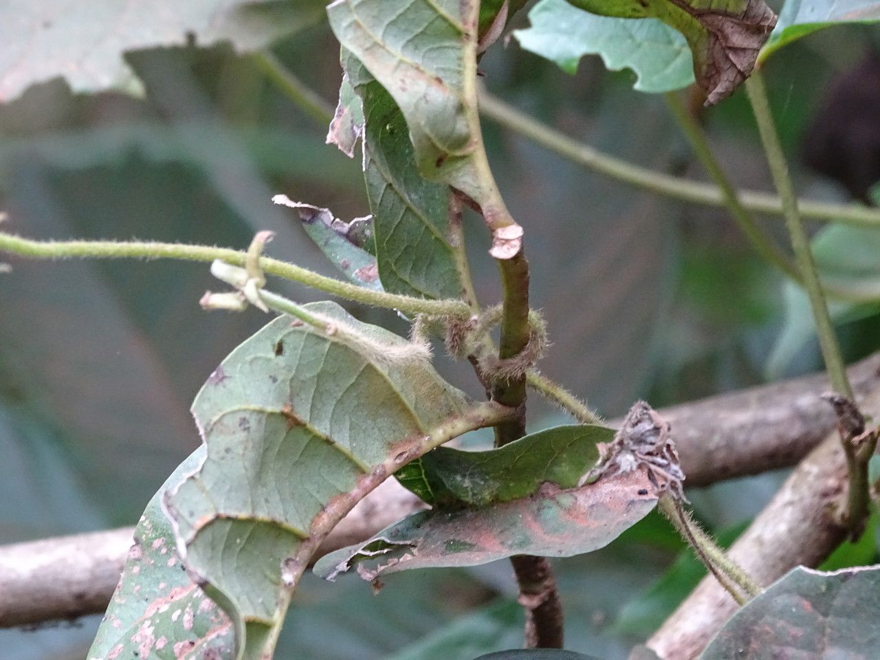 Ipomoea kituiensis bark