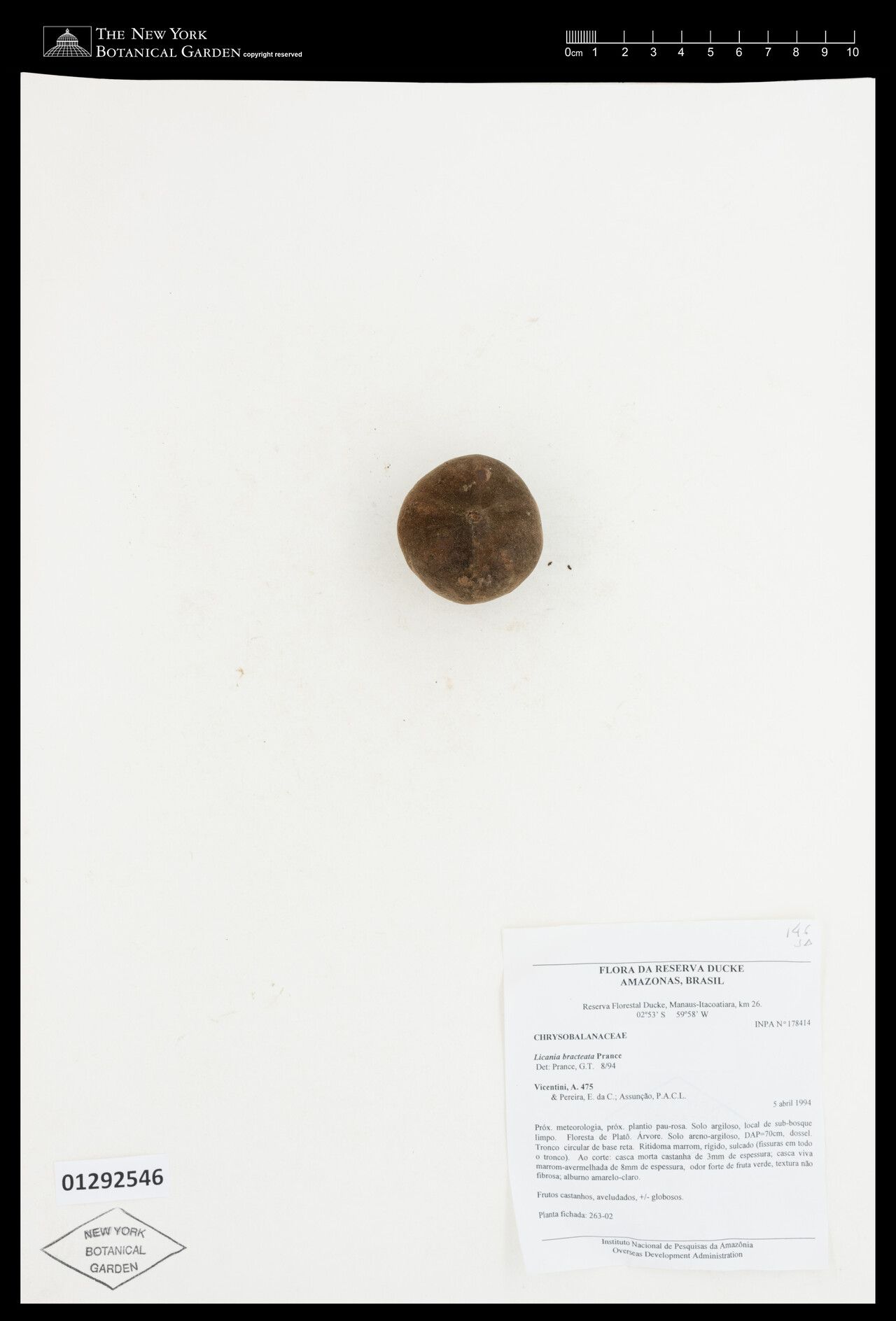 Licania bracteata fruit