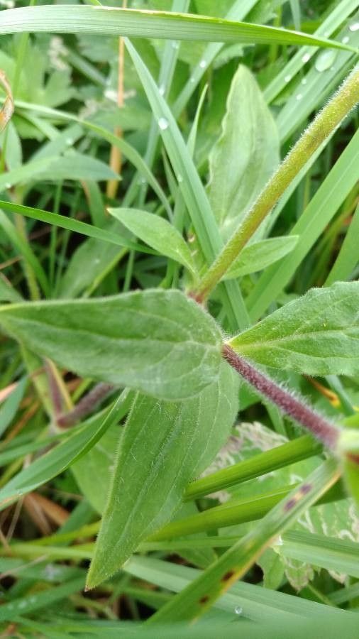 Atocion armeria leaf