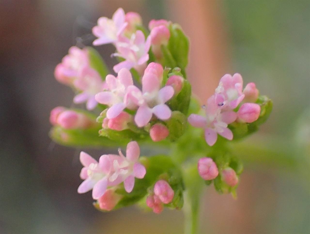 Centranthus calcitrapa flower