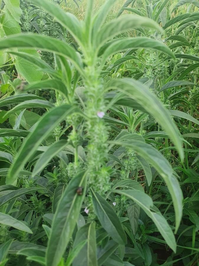 Justicia bracteata leaf