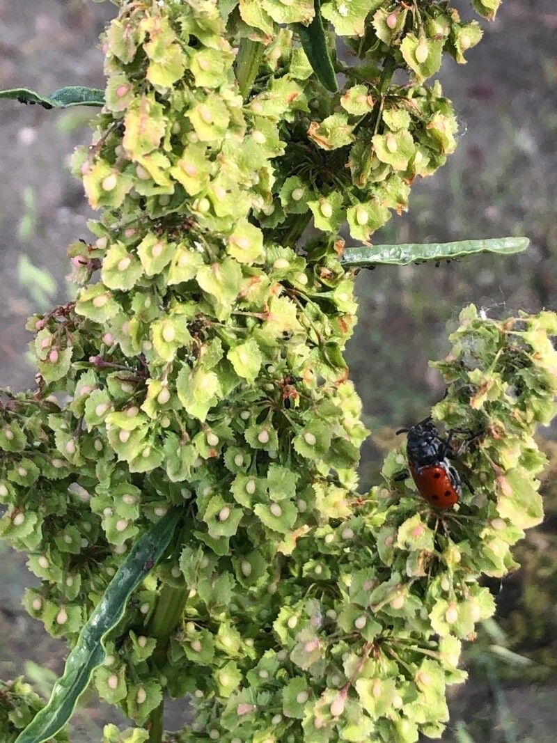 Rumex cristatus flower