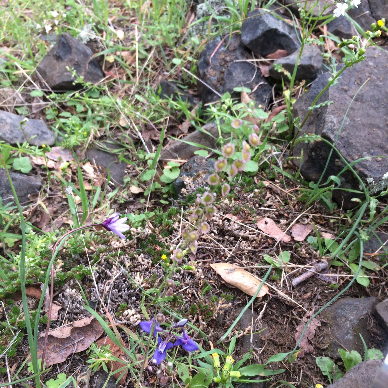 Thysanocarpus curvipes habit