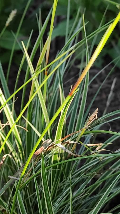 Carex conica bark