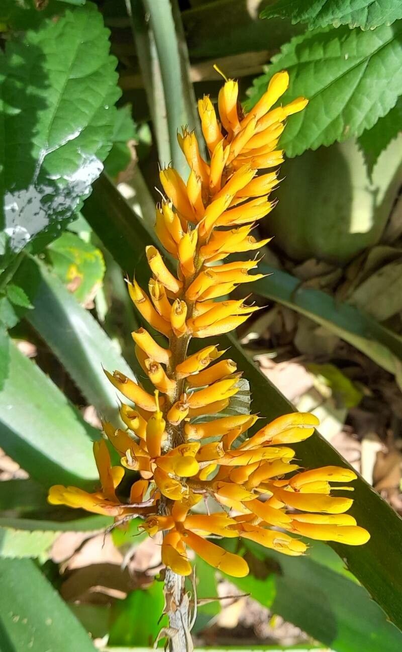Aechmea caudata flower