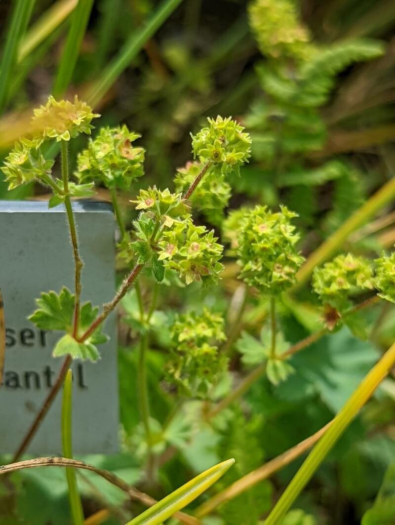 Alchemilla caucasica flower