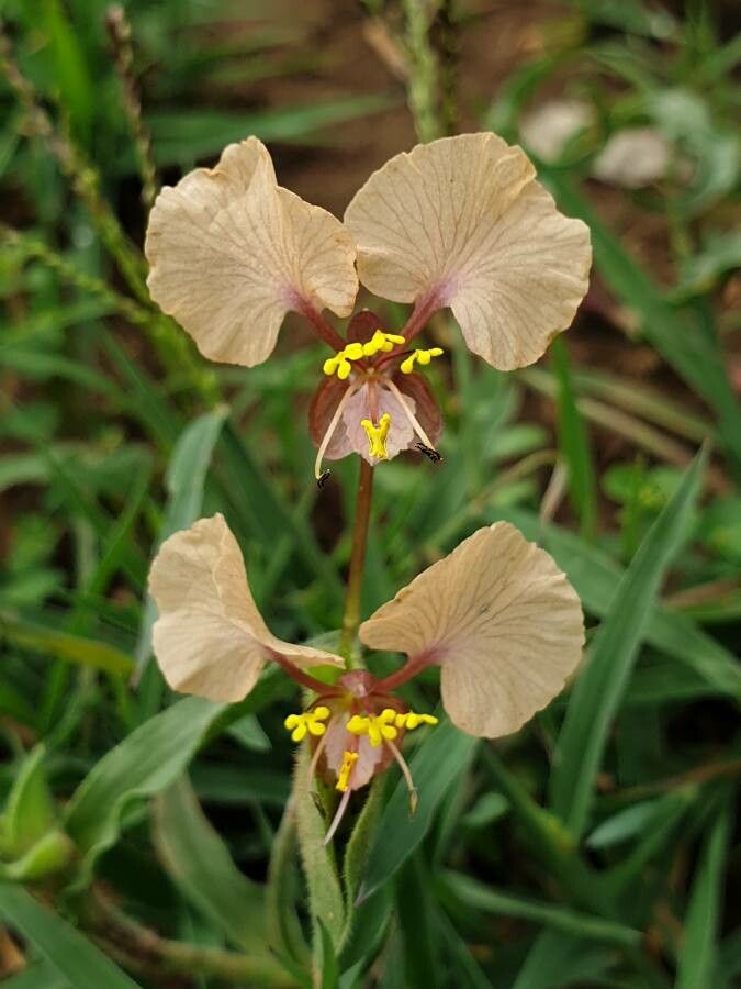 Commelina reptans flower