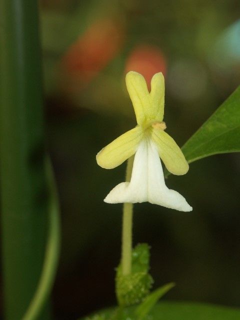 Oxera glandulosa flower