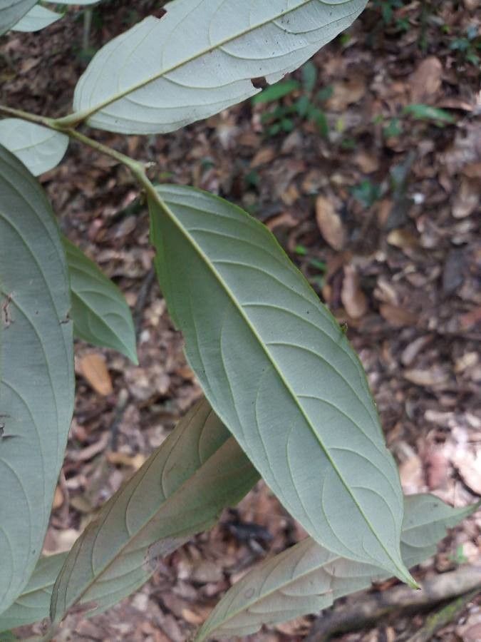Ryania speciosa leaf