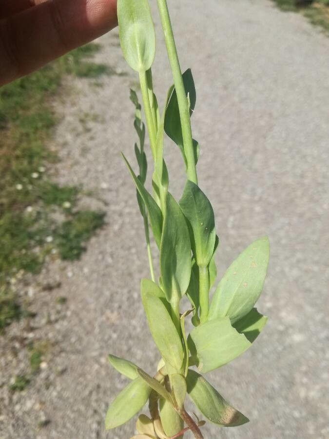 Linaria hirta — search result for 'Linaria'