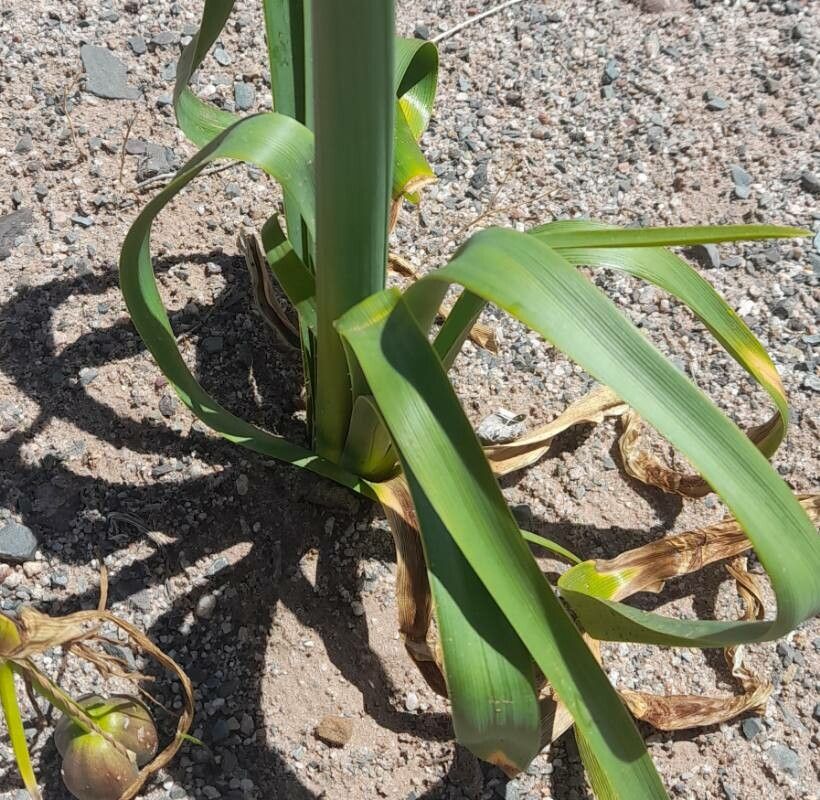 Hieronymiella aurea — related species from the same genus