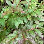 Vaccinium membranaceum