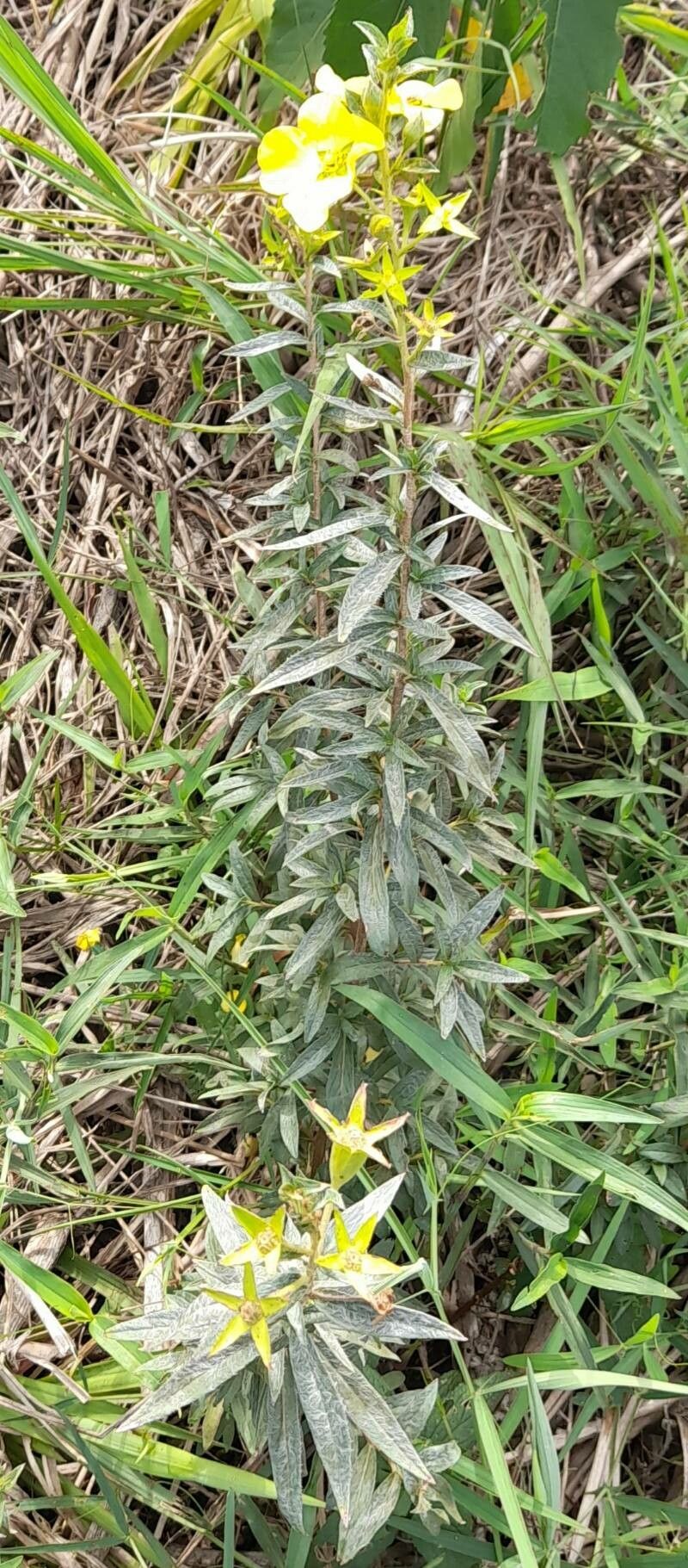 Ludwigia sericea habit