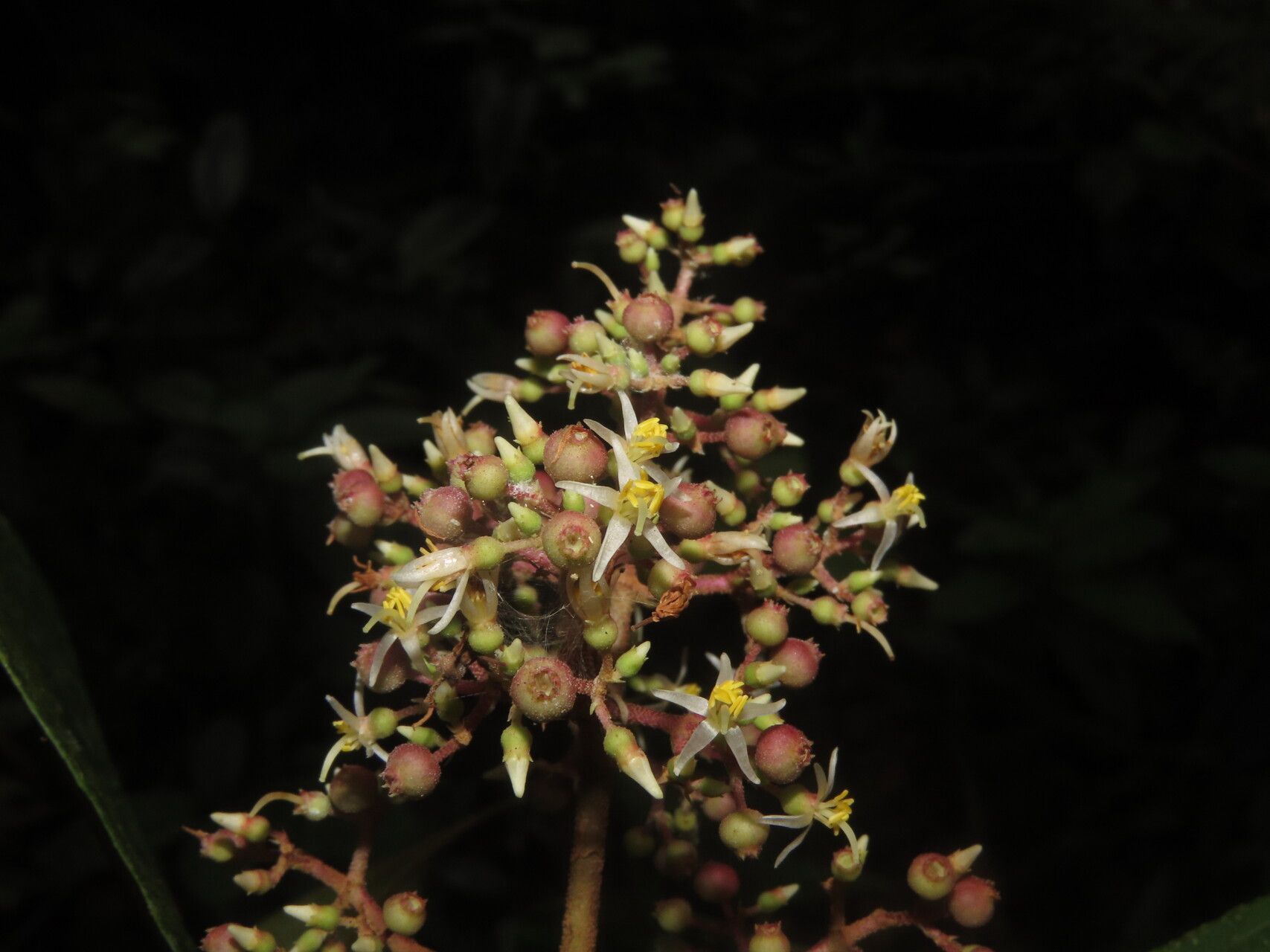 Miconia ligulata flower