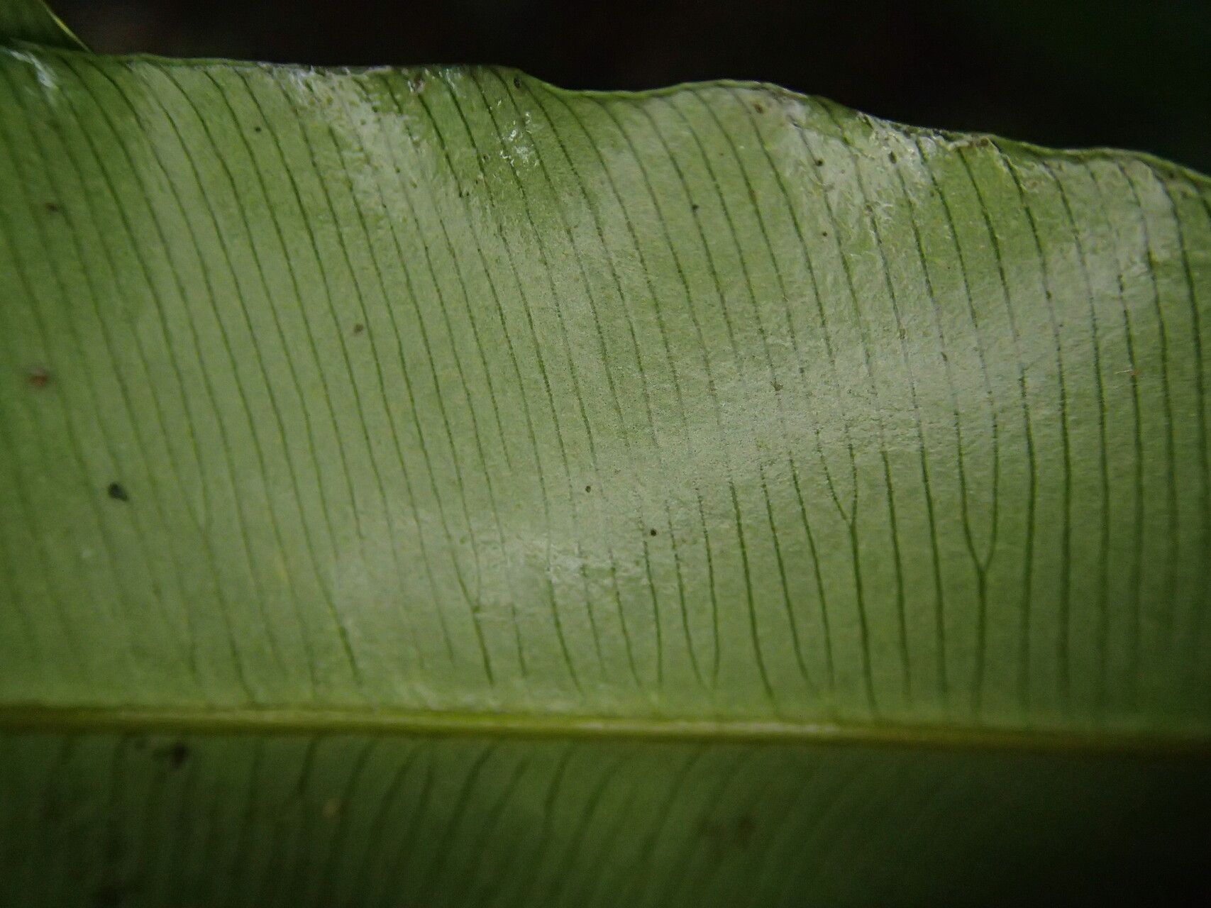 Lomariopsis muriculata — houseplant care guide