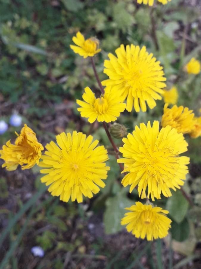 Crepis sancta flower