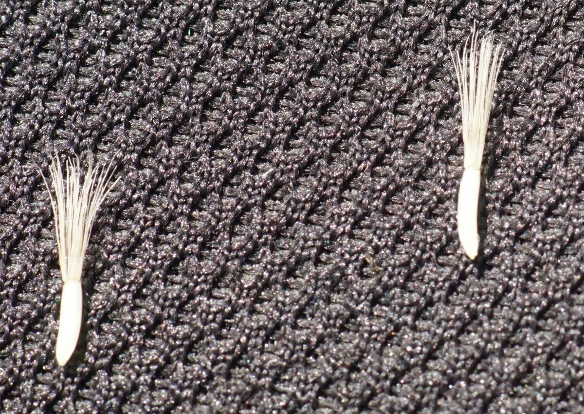 Hieracium cantalicum fruit