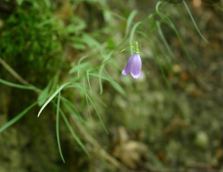 Campanula bertolae flower