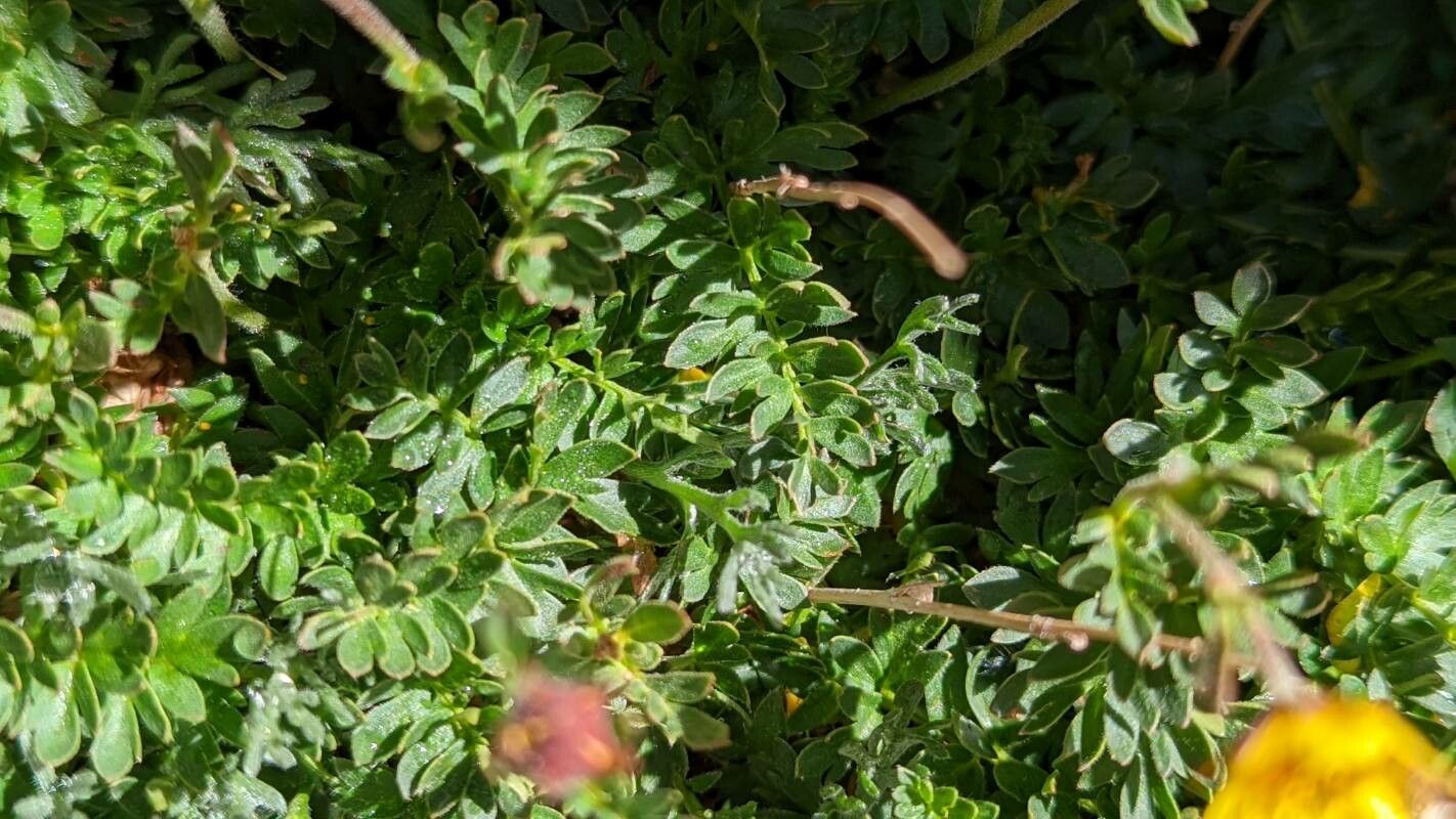 Geum rossii — search result for 'Potentilla'