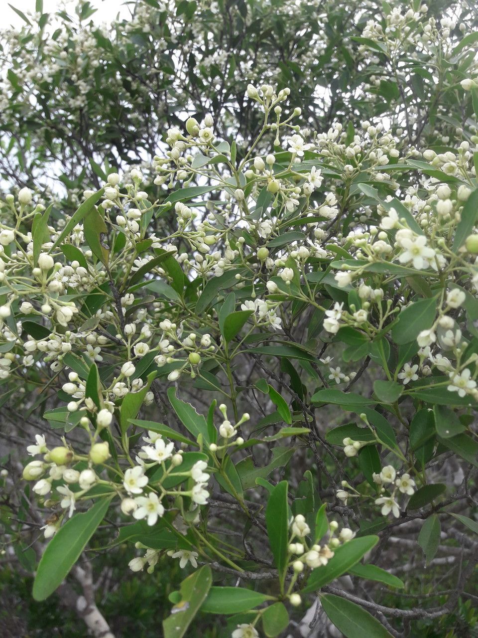 Calophyllum caledonicum flower