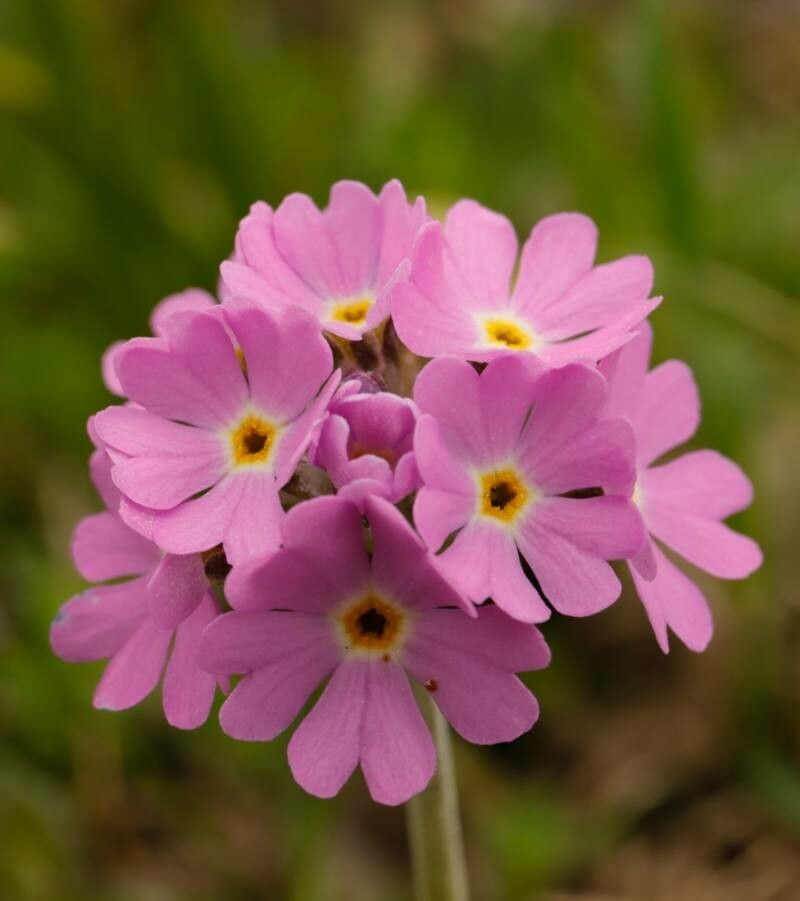 Primula farinosa flower