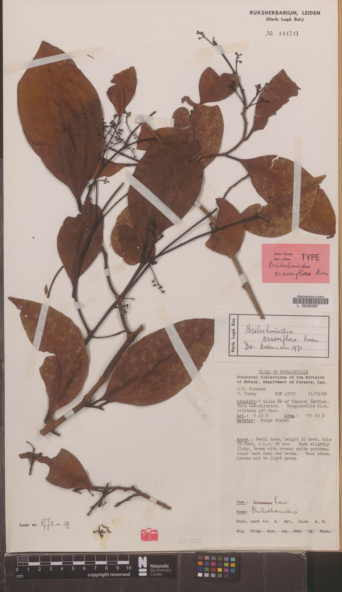 Beilschmiedia crassifolia — houseplant care guide