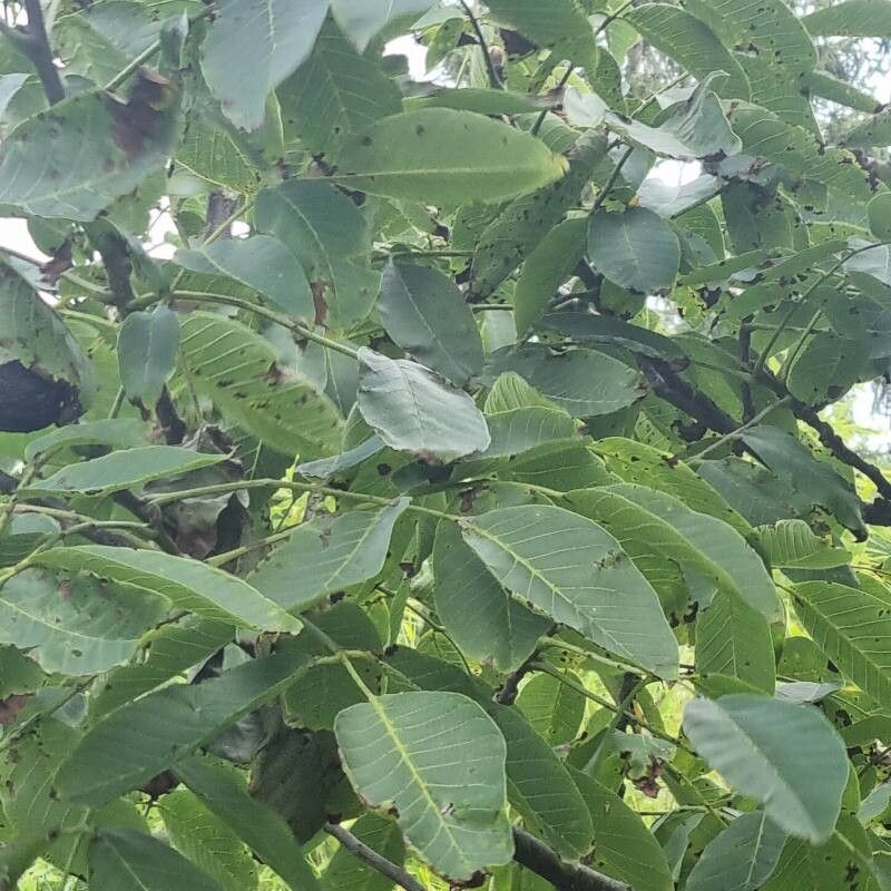 Juglans × intermedia leaf