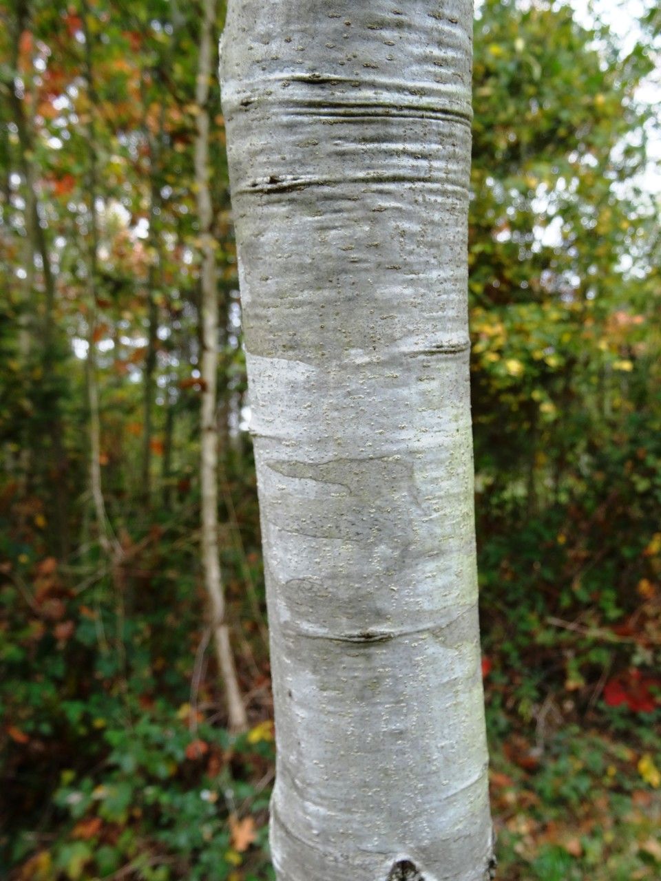 Quercus canbyi bark
