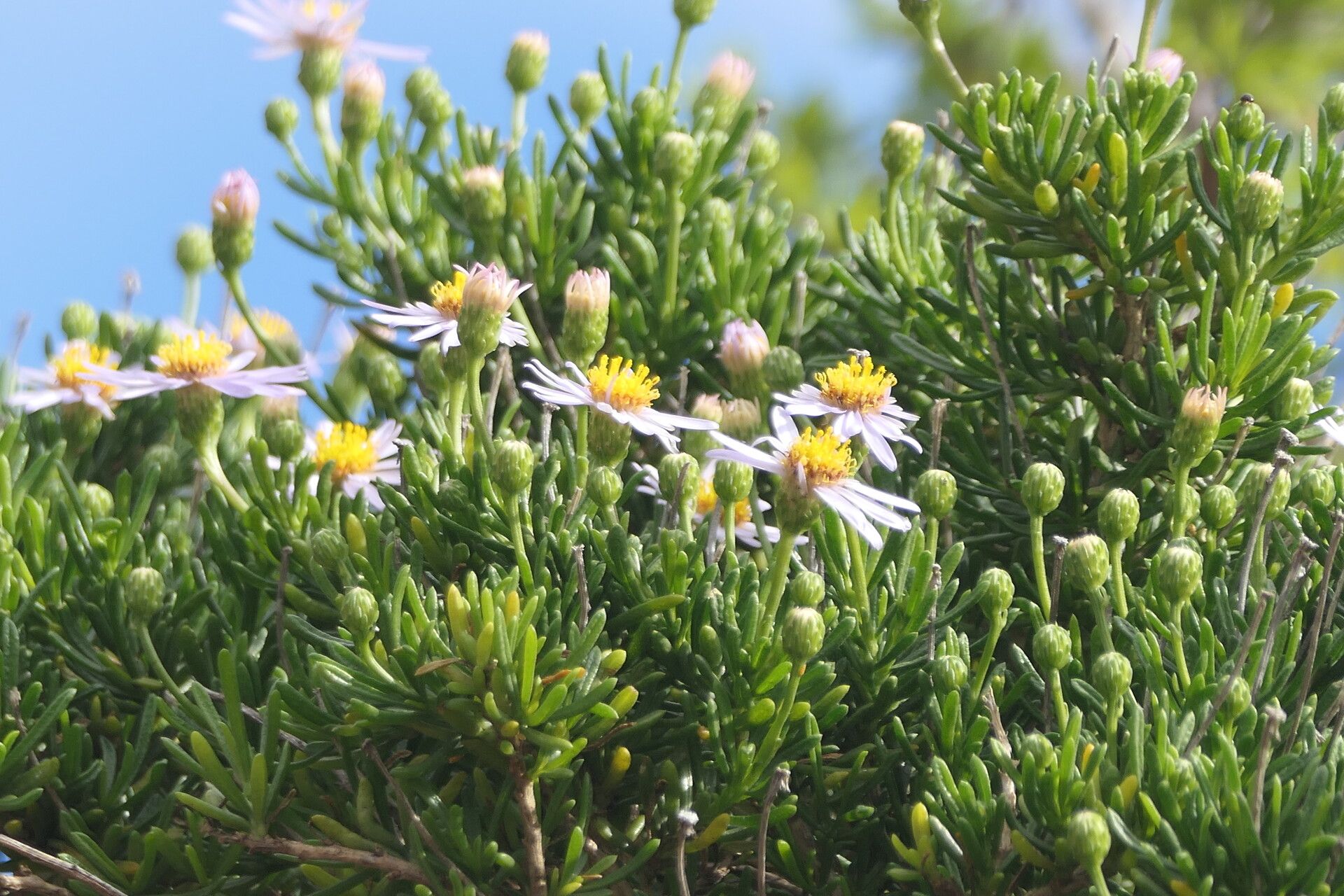 Felicia fruticosa flower