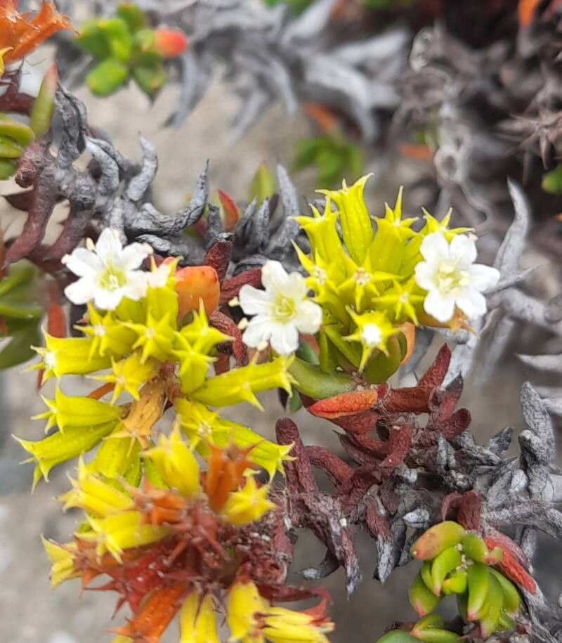 Chorizanthe mieresii flower