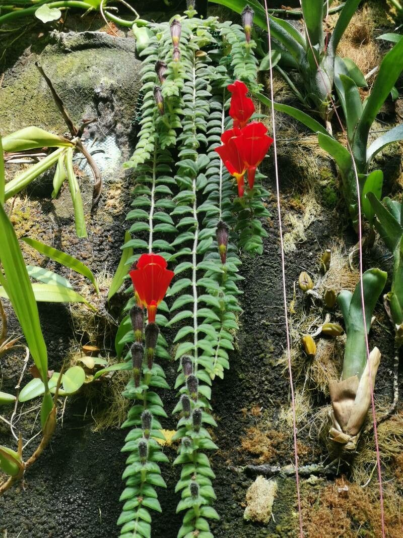 Columnea gloriosa leaf