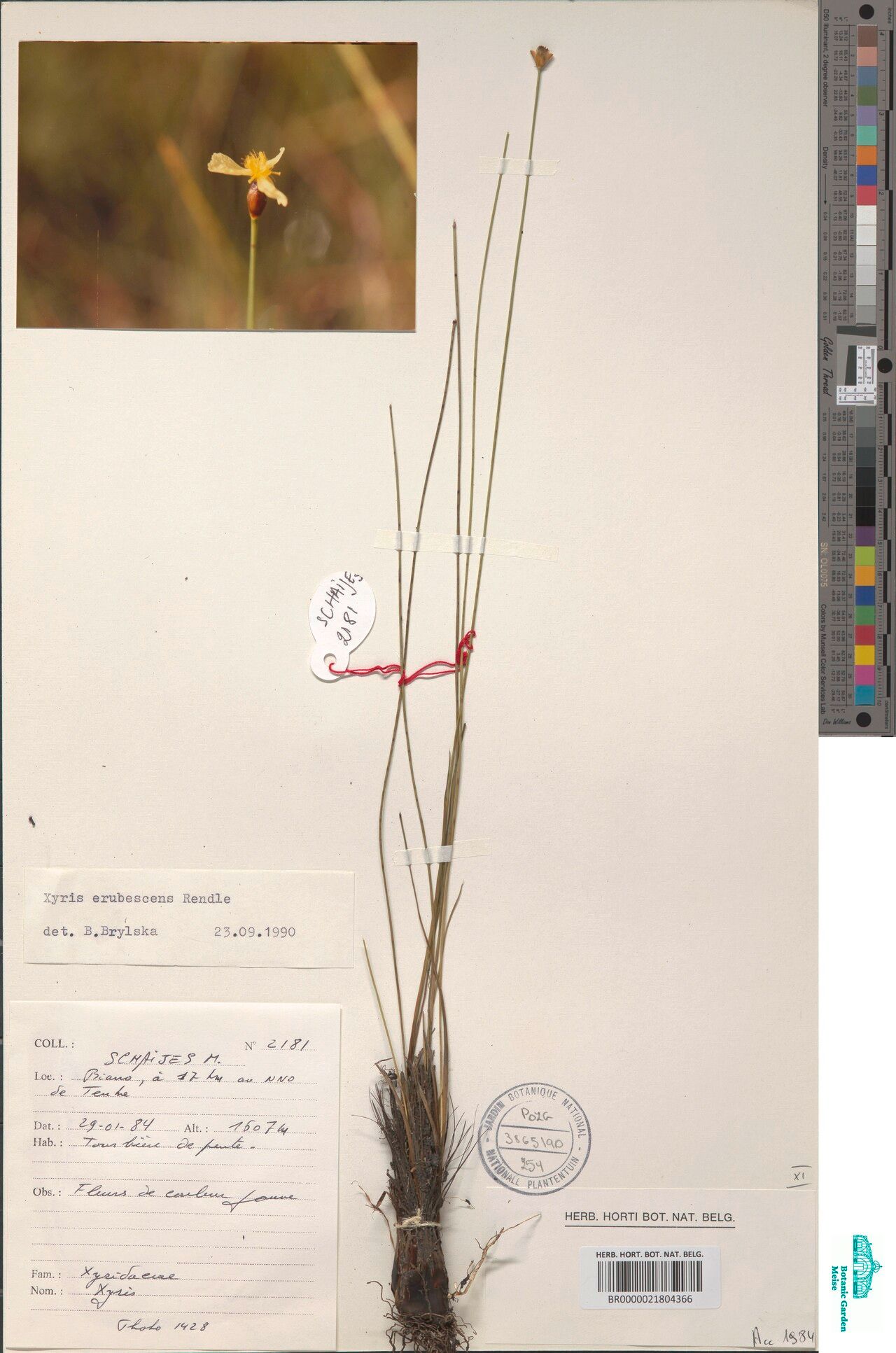 Xyris erubescens — houseplant care guide