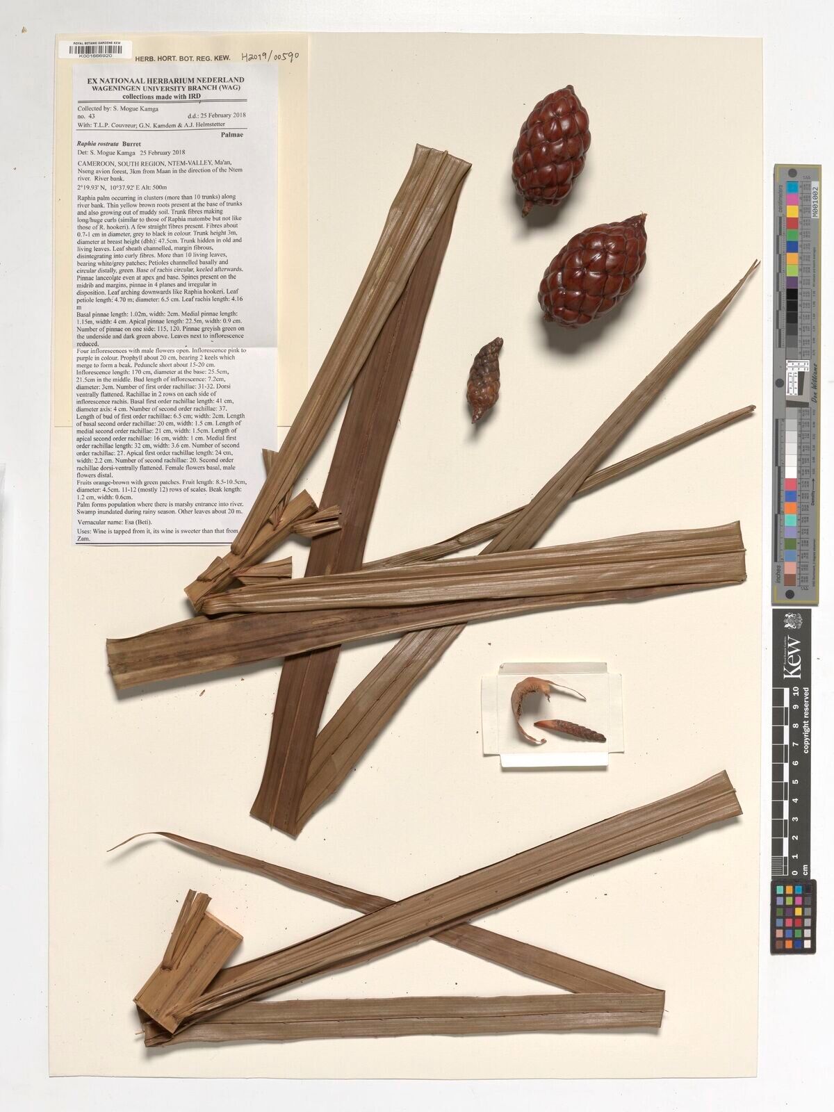 Raphia rostrata — search result for 'Raphia'