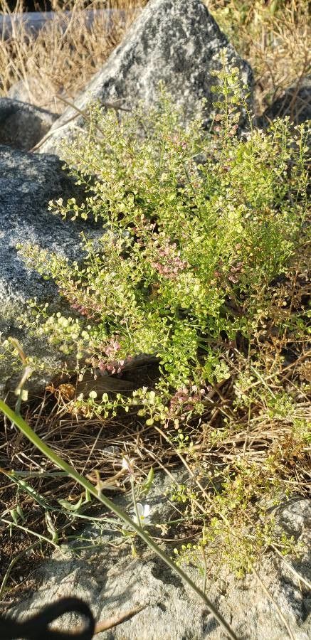 Lepidium lasiocarpum — search result for 'Lepidium'