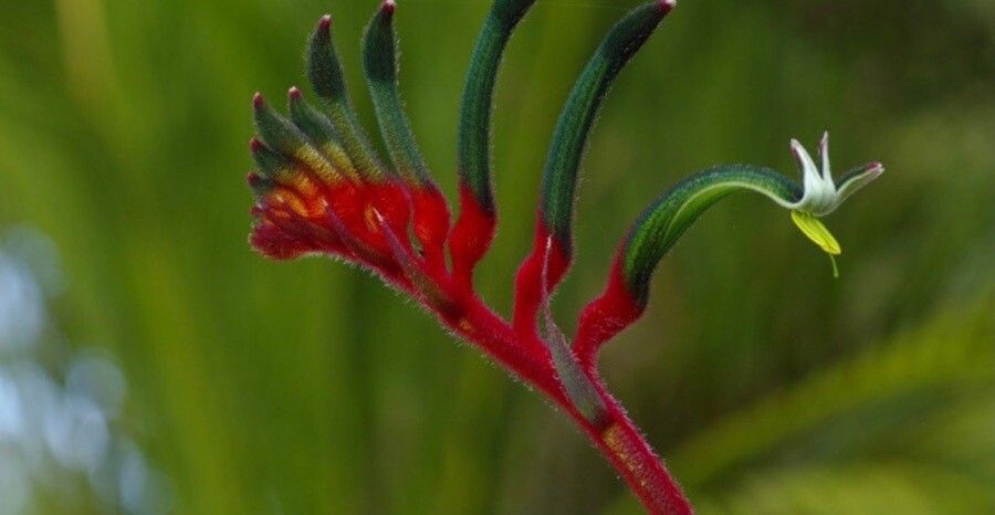 Castilleja subinclusa flower