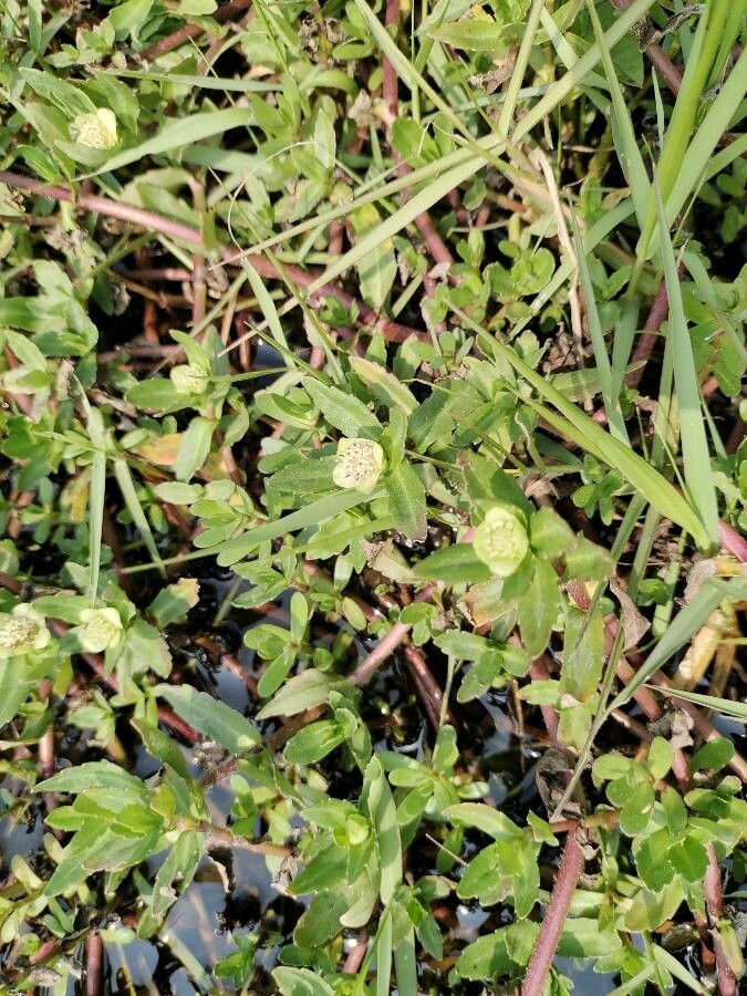 Enydra fluctuans — flood tolerant houseplant