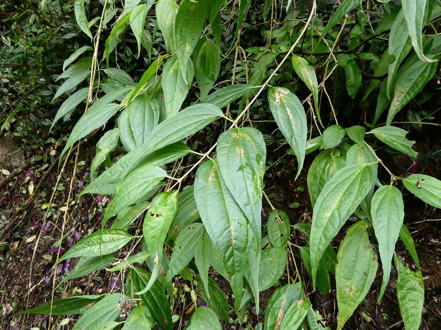 Koanophyllon celtidifolia habit