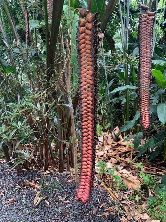 Heliconia mariae fruit