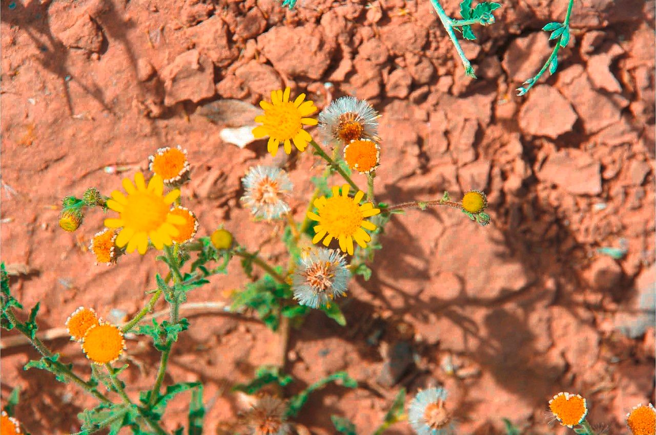 Pulicaria incisa fruit