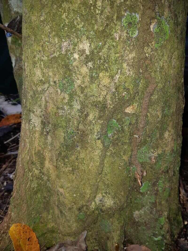 Pouteria pallida bark