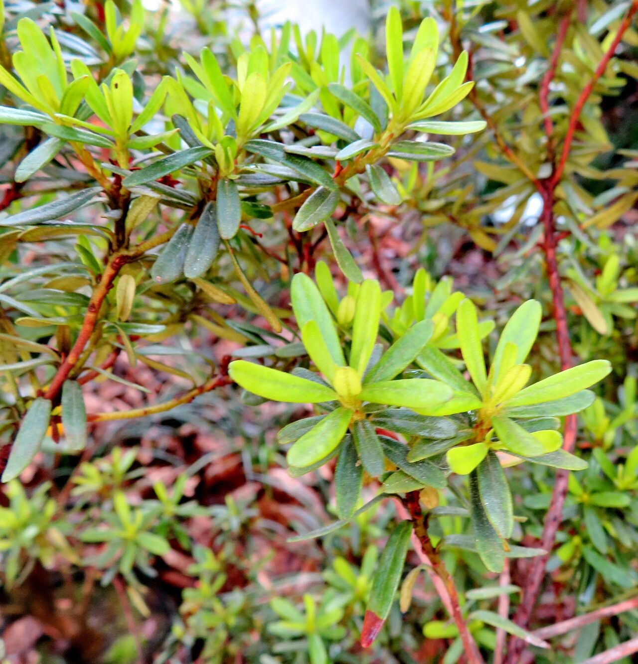 Rhododendron quadrasianum — houseplant care guide