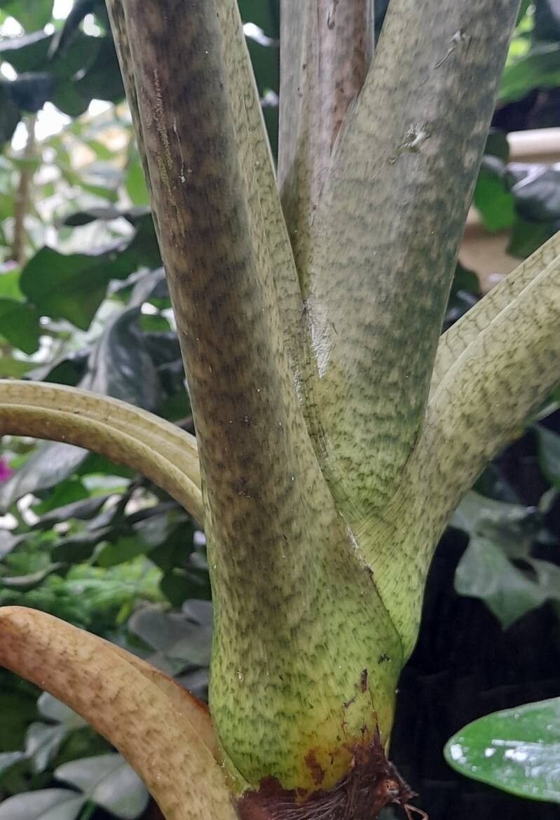 Alocasia boa bark