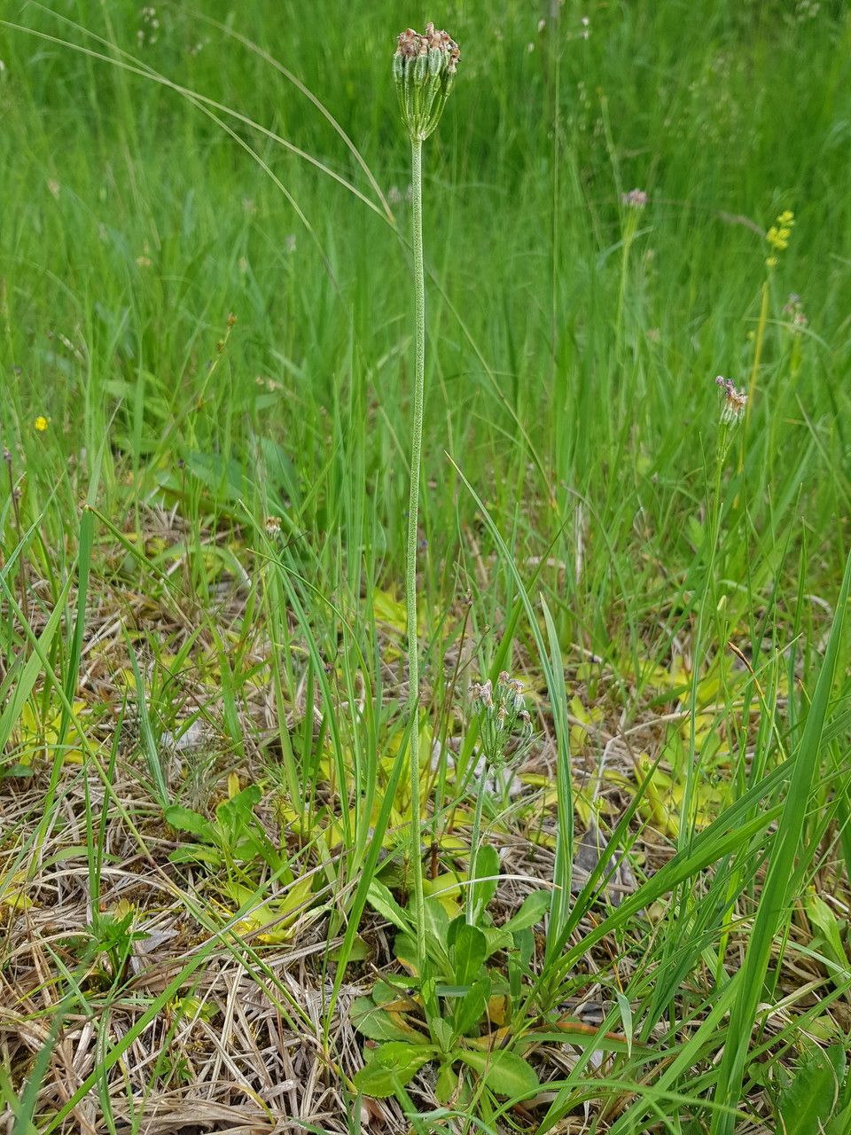 Primula farinosa fruit