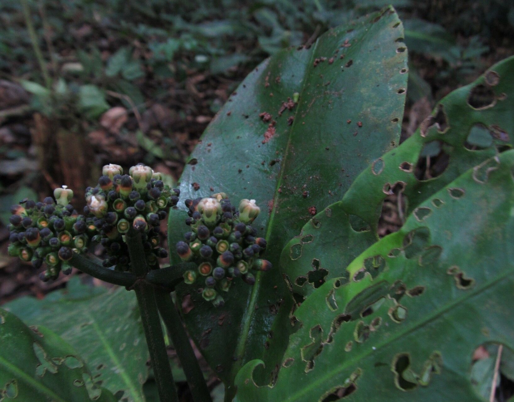 Psychotria sycophylla flower