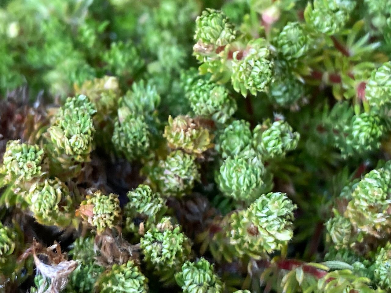 Alchemilla holosericea — houseplant care guide