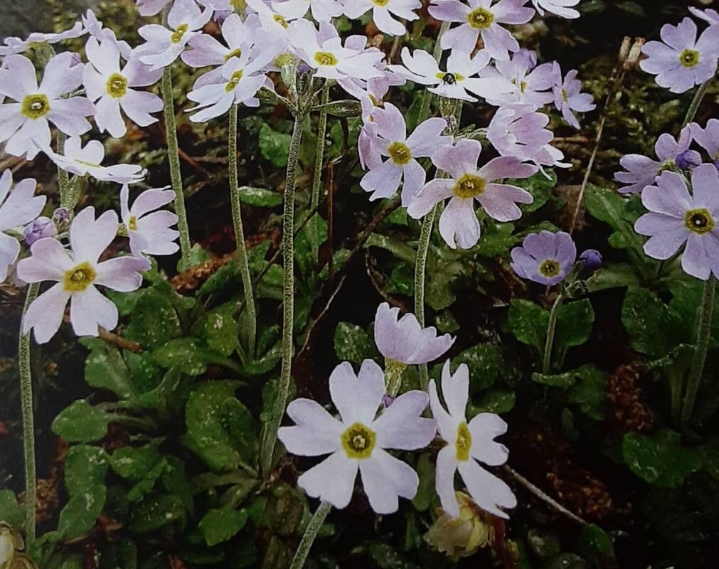 Primula modesta — houseplant care guide