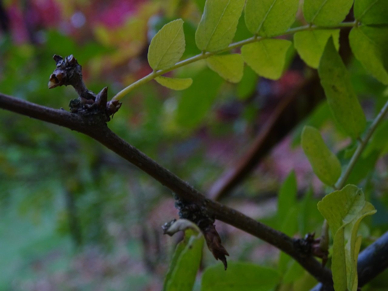 Gleditsia sinensis leaf