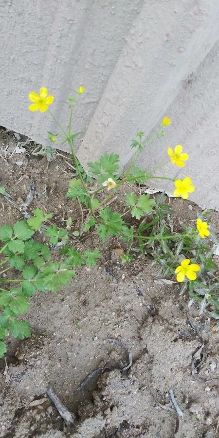 Ranunculus uncinatus other