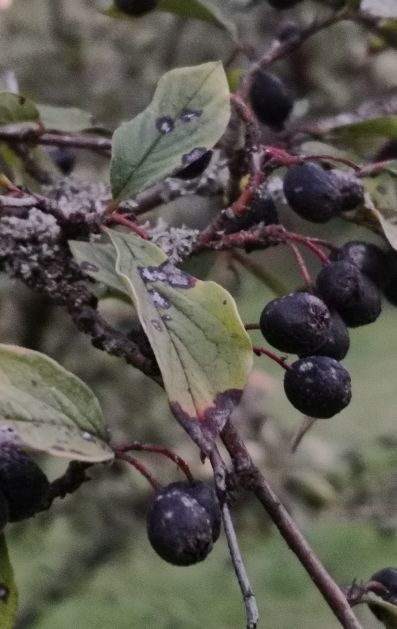 Cotoneaster acutifolius fruit